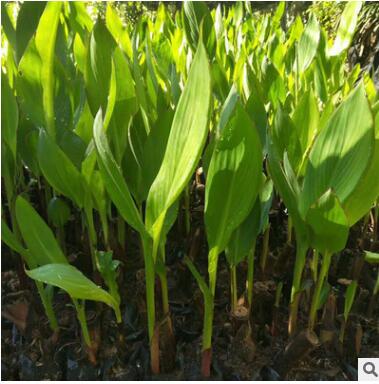 基地供應(yīng)花色美人蕉 量大優(yōu)惠 黃花 紅花美人蕉 可盆栽