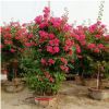 三角梅盆栽 造型柱型 盆栽工程綠化景觀樹多種規格