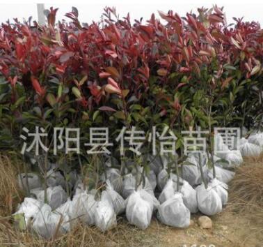 紅葉石楠苗批發(fā) 基地銷售 紅葉石楠球 樹苗 綠化道路苗木批發(fā)