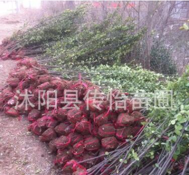 批發(fā)冬青樹(shù)苗 綠籬笆植物 四季常青 冬青條子法國(guó)冬青苗 2米高