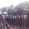 批發(fā)供應(yīng)綠化苗 棕櫚樹苗 大型綠化苗 園林綠化