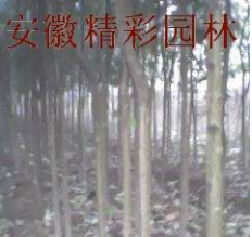 大葉女貞高干女貞