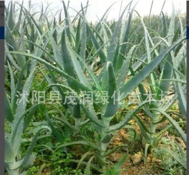 多肉植物盆栽藥用價值比較高的木立蘆薈龍爪菊5年生老棵50厘米