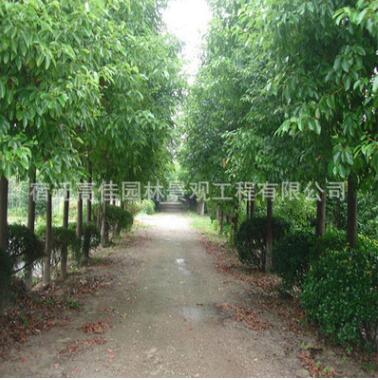 批發 香樟 香樟樹苗 香樟苗 小葉香樟 香樟基地 四季常青