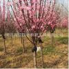 基地批發紅梅樹苗 園林庭院綠化垂梅苗 優質梅花樹苗盆景量大優惠