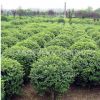基地批發小葉黃楊 瓜子 黃楊 黃楊樹 四季常青綠籬綠化
