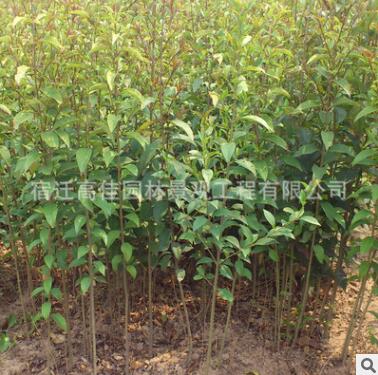 批發(fā)速生大葉女貞子樹苗 女貞 苗 規(guī)格全 工程 苗木2 3 4公分