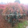 基地批發 綠化苗木 紅葉石楠小苗 紅葉石楠球 高桿紅葉石楠球苗