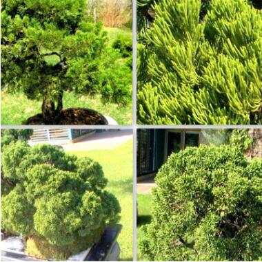 龍柏苗基地出售 當年小苗嫁接苗價格低品質好現挖現賣