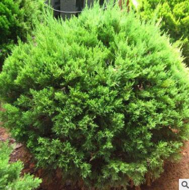 基地批發龍柏 嫁接龍柏園林綠化四季常青價格優惠 龍柏