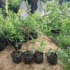 批發庭院盆栽果樹藍莓 當年結果南北方種植 藍莓果樹