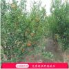 批發石榴樹苗果樹苗 品種保證 成活率高 自家種植石榴樹苗