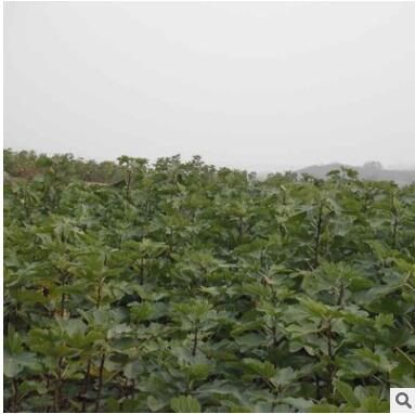 優質波姬紅無花果樹 波姬紅無花果樹批發價格 無花果基地