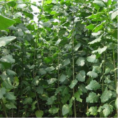 長期供應速生楊樹苗 現貨銷售優質速生楊樹苗 園林綠化速生楊樹苗