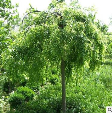 綠化園林樹速生國槐苗木基地直供 成活率好規格多樣