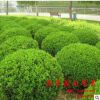 小葉黃楊 黃楊苗 瓜子黃楊球 瓜子黃楊苗 批發(fā)