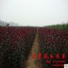 道年花木園藝場批發 綠化苗木 紅葉李/紫葉李 規格齊全