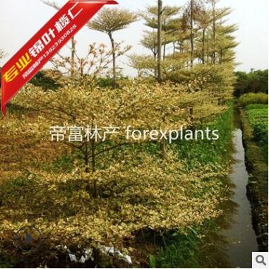 2019首發(fā)3分4分錦葉欖仁 花葉欖仁