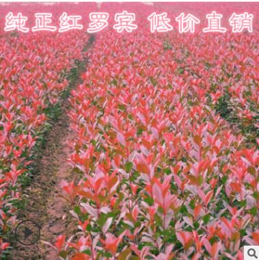 紅葉石楠樹 四季常青庭院綠化陽臺(tái)庭院綠化綠籬植物