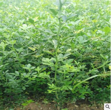 枸橘苗基地培育嫁接枸橘樹苗帶刺籬笆用枳殼苗規(guī)格齊全易成活