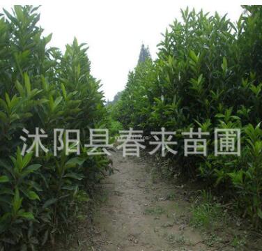 基地直銷專供500萬法國冬青珊瑚樹 規格齊全 法國冬青小苗