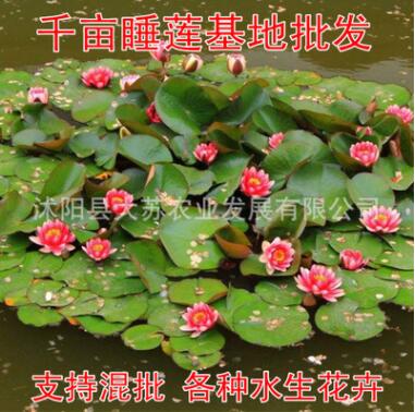 大睡蓮睡蓮根塊水培植物池塘水池睡蓮種苗大睡蓮花根莖蓮藕荷花