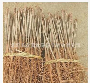 中國國樹 銀杏樹苗 白果樹苗 果樹苗 銀杏小苗 銀杏苗