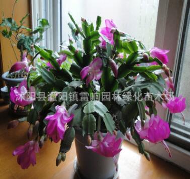 室內(nèi)多肉植物 蟹爪蘭盆栽 當(dāng)年開花 蟹爪蓮帶花苞