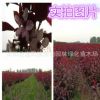 紫葉矮櫻苗木 工程綠化苗木