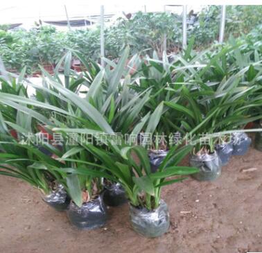 蘭花批發 高檔花卉 墨蘭企黑 室內空氣凈化植物盆栽觀賞植物