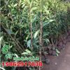 供應工程綠化苗木 冬青樹苗批發 法國冬青球做籬笆 規格齊全