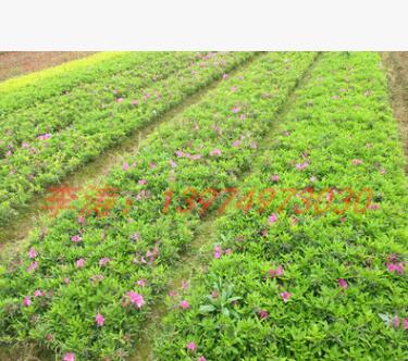 供應(yīng)湖南春杜鵑小苗 紅花杜鵑工程苗 現(xiàn)貨供應(yīng) 扦插杜鵑苗