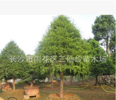 批發(fā)2-3-4公分的紅豆杉 湖南優(yōu)質(zhì)紅豆杉價(jià)格實(shí)惠