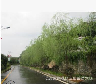 湖南跳馬柳樹 成活率高的金絲垂柳 8-10-12公分柳樹