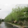 湖南跳馬柳樹 成活率高的金絲垂柳 8-10-12公分柳樹