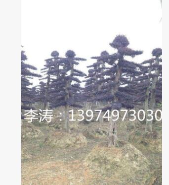 10公分造型紅花繼木 免費指導紅花繼木嫁接技術 修剪 維護