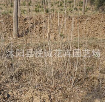 丁香樹苗園林綠化苗木色塊綠籬庭院觀花氣味芳香直銷