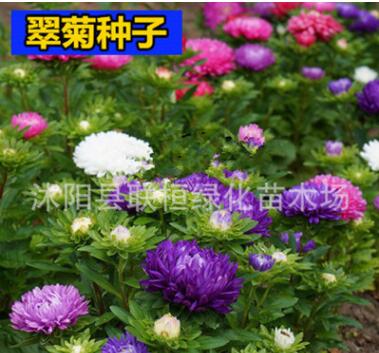 花種子翠菊種子四季播園林景觀綠化鮮花種子花卉花盆花草種子