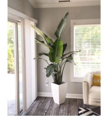 天堂鳥 黃金鳥 鶴望蘭盆栽 水培植物 花卉桌面盆景