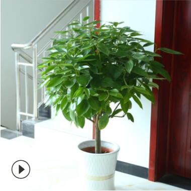 批發(fā)大型植物平安樹 幸福樹盆栽 平安樹室內(nèi)四季常青花卉觀葉植物