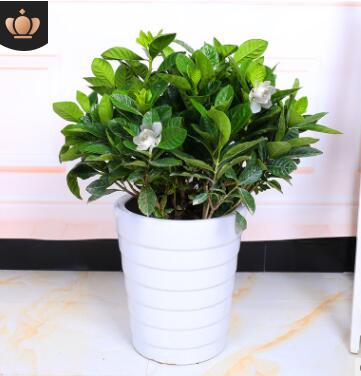 獨(dú)桿大葉梔子花盆栽植物濃香型水培叢生梔子花室內(nèi)四季開花大樹苗