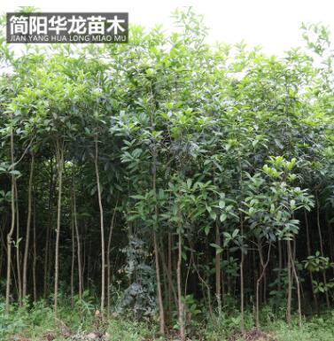 工程綠化樹木桂花苗 量大價(jià)低基地直銷 規(guī)格齊全高成活桂花苗批發(fā)