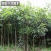 工程綠化樹木桂花苗 量大價低基地直銷 規格齊全高成活桂花苗批發