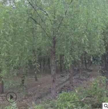 產地直銷垂柳樹苗 苗木批發 喬木 綠化風景庭蔭防護樹