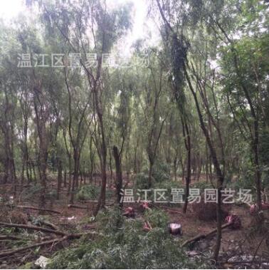 成都樹苗綠化喬木黃金柳垂柳樹苗低價批發行道樹風景樹綠植庭院