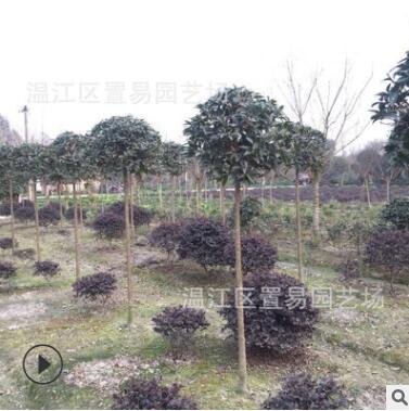 成都高桿桂花批發 園林綠化 常綠喬木苗木 工程綠化