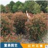 紅葉石楠 灌木小苗樹苗批發(fā) 成都批發(fā)灌木樹苗