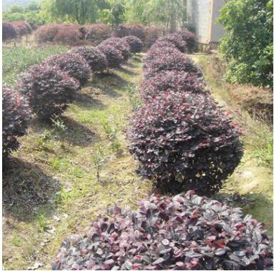 基地批發(fā)紅花繼木特價供應(yīng) 紅花檵木盆景 綠化紅花檵木苗量大從優(yōu)