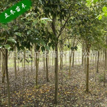 紫薇 基地直銷 鮮艷美麗 行道樹 園林景觀 綠化