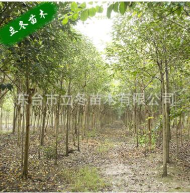 紫薇 癢癢樹(shù) 花色鮮艷美麗 紫薇木材堅(jiān)硬 家具 盆景